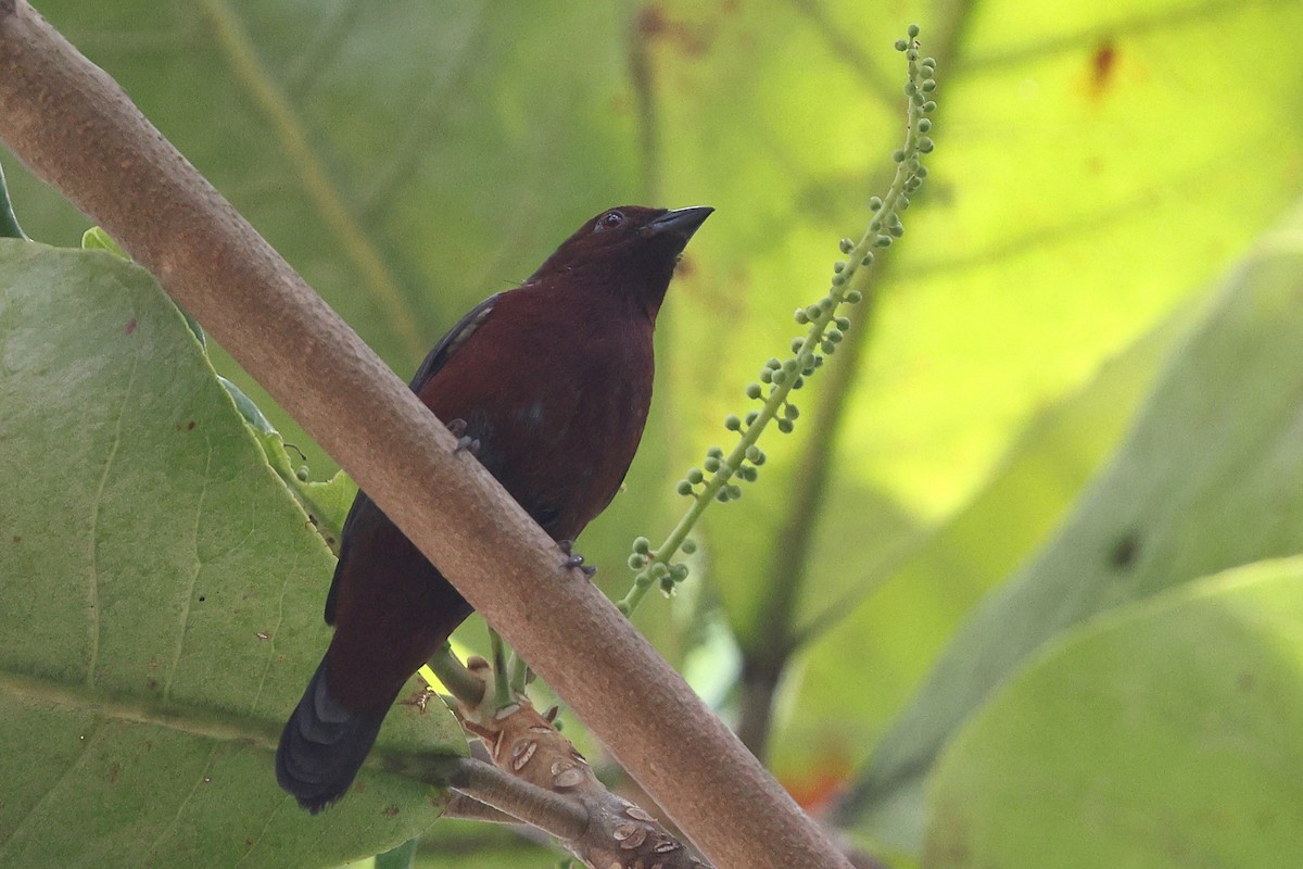 Chestnut-breasted Nigrita - ML632092154