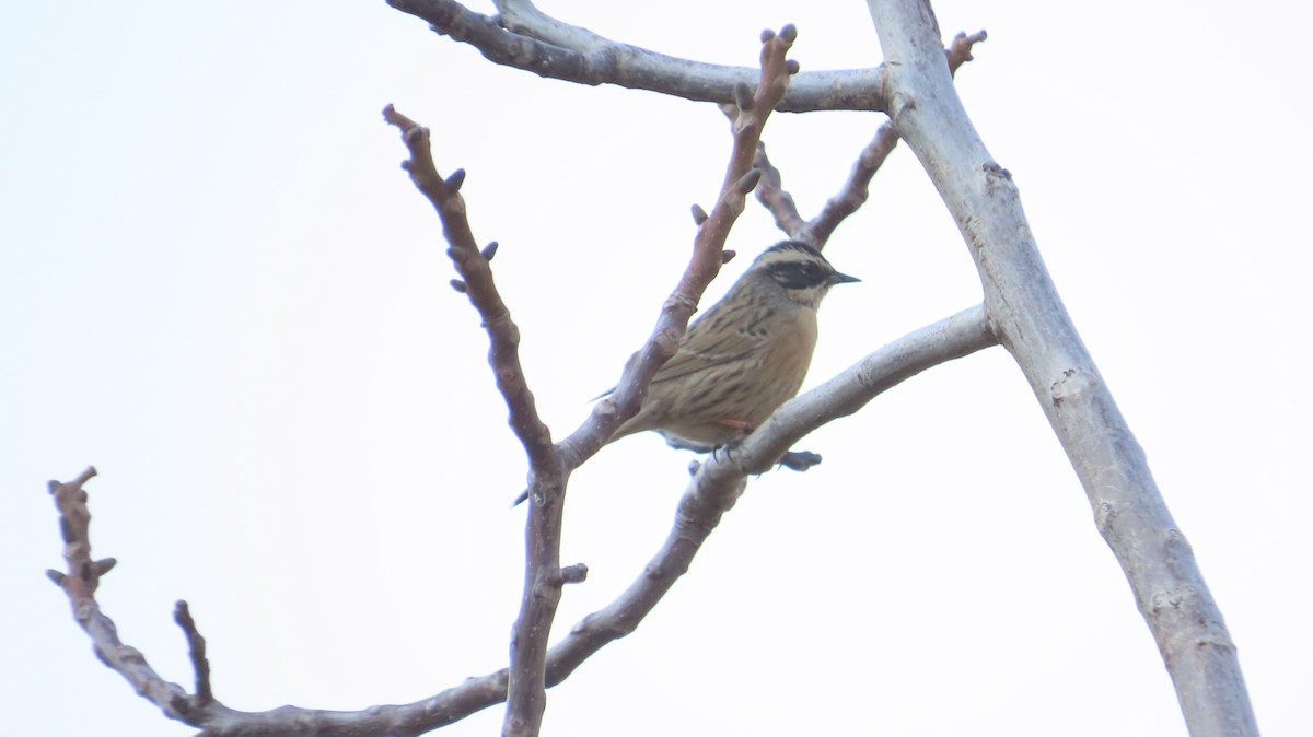 Radde's Accentor - ML632092155