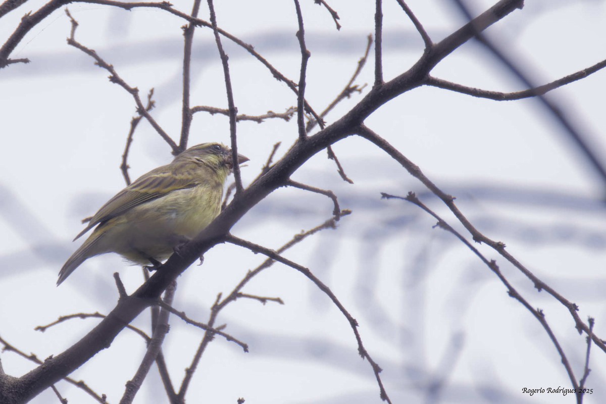 Yellow-fronted Canary - ML632092166