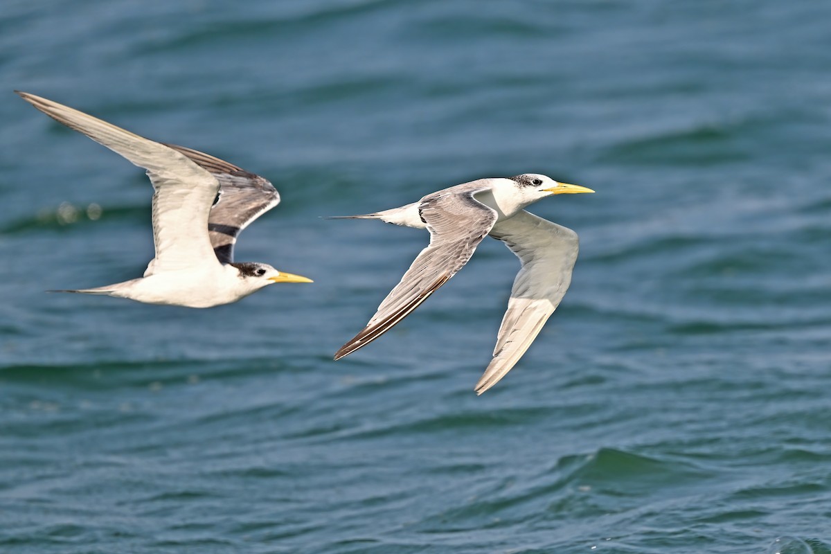 Great Crested Tern - ML632092266