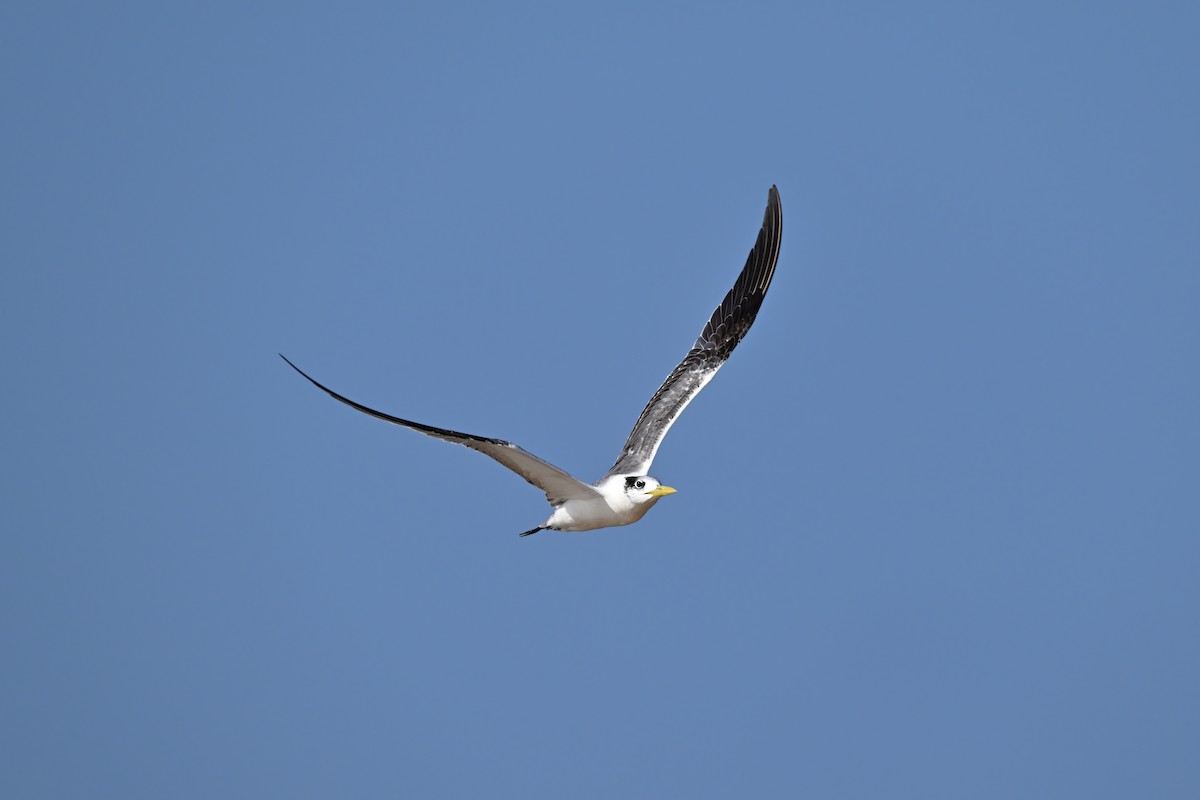 Great Crested Tern - ML632092267