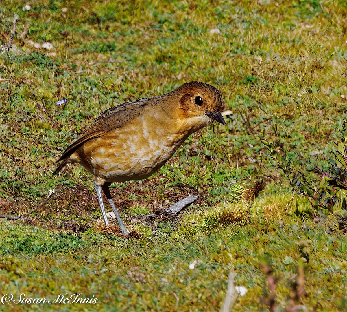 Boyaca Antpitta - ML632092388