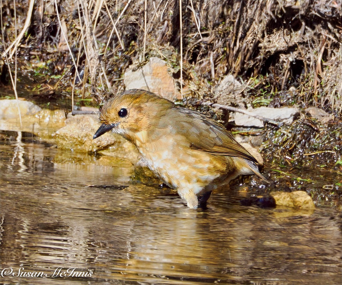 Boyaca Antpitta - ML632092391