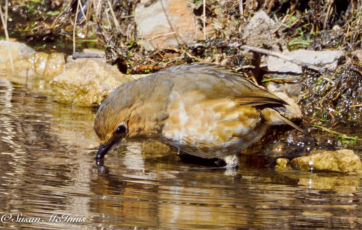 Boyaca Antpitta - ML632092393