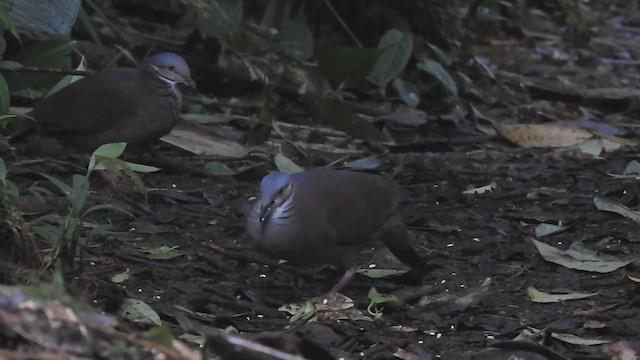 White-throated Quail-Dove - ML632092395