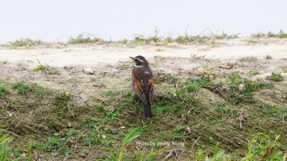 Dusky Thrush - ML632092585