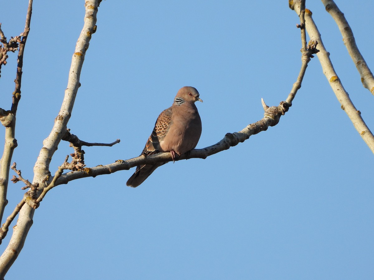 Oriental Turtle-Dove - ML632092712