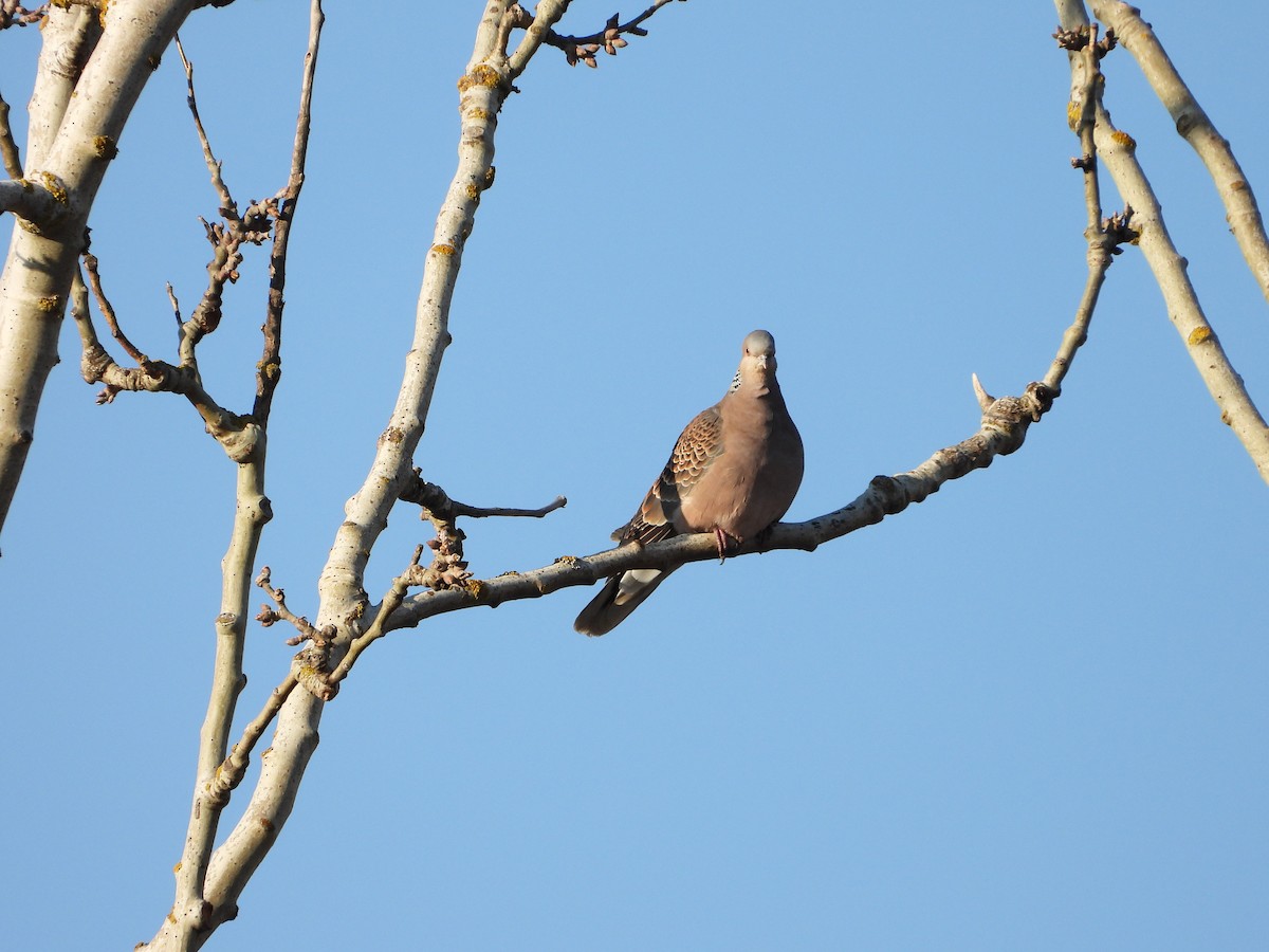 Oriental Turtle-Dove - ML632092713