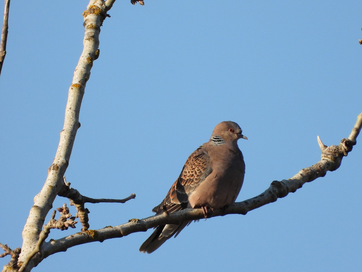 Oriental Turtle-Dove - ML632092714