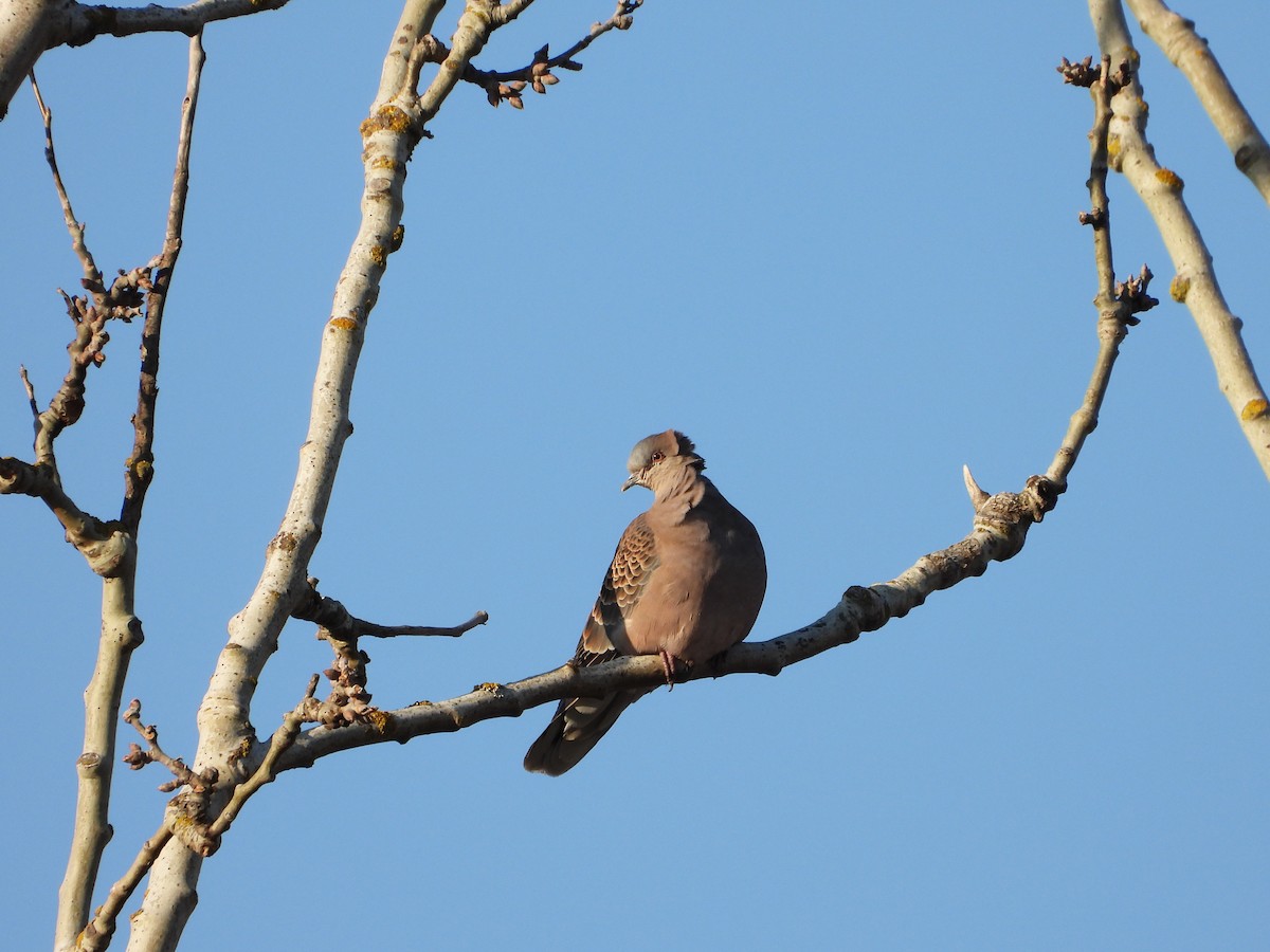 Oriental Turtle-Dove - ML632092715