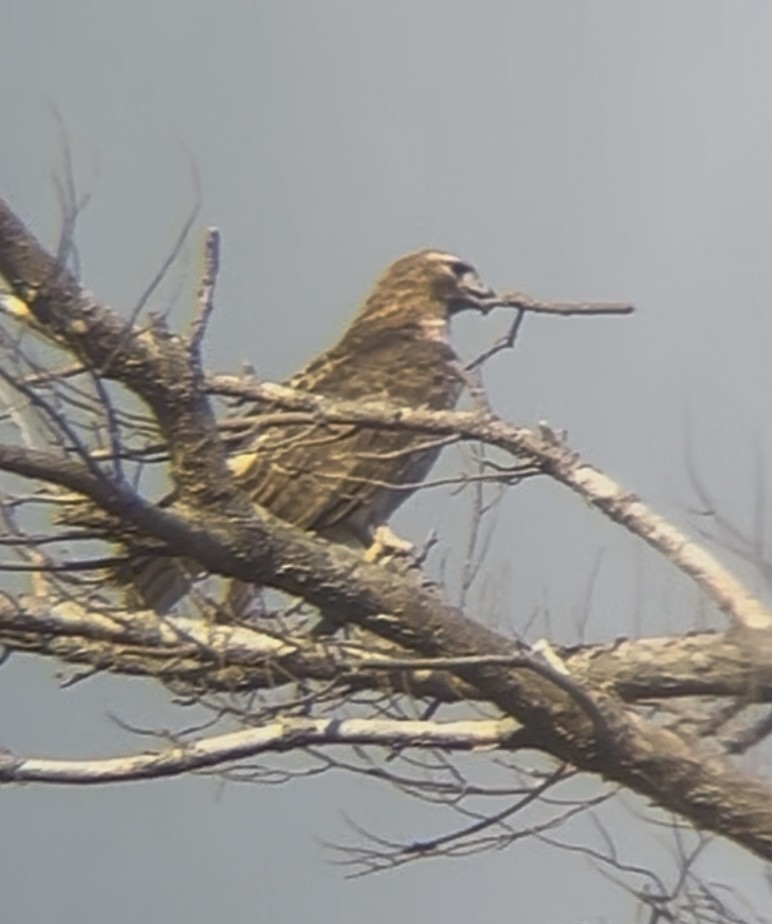 Red-tailed Hawk - ML632092830