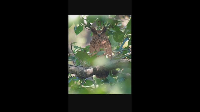 Tawny Fish-Owl - ML632092832