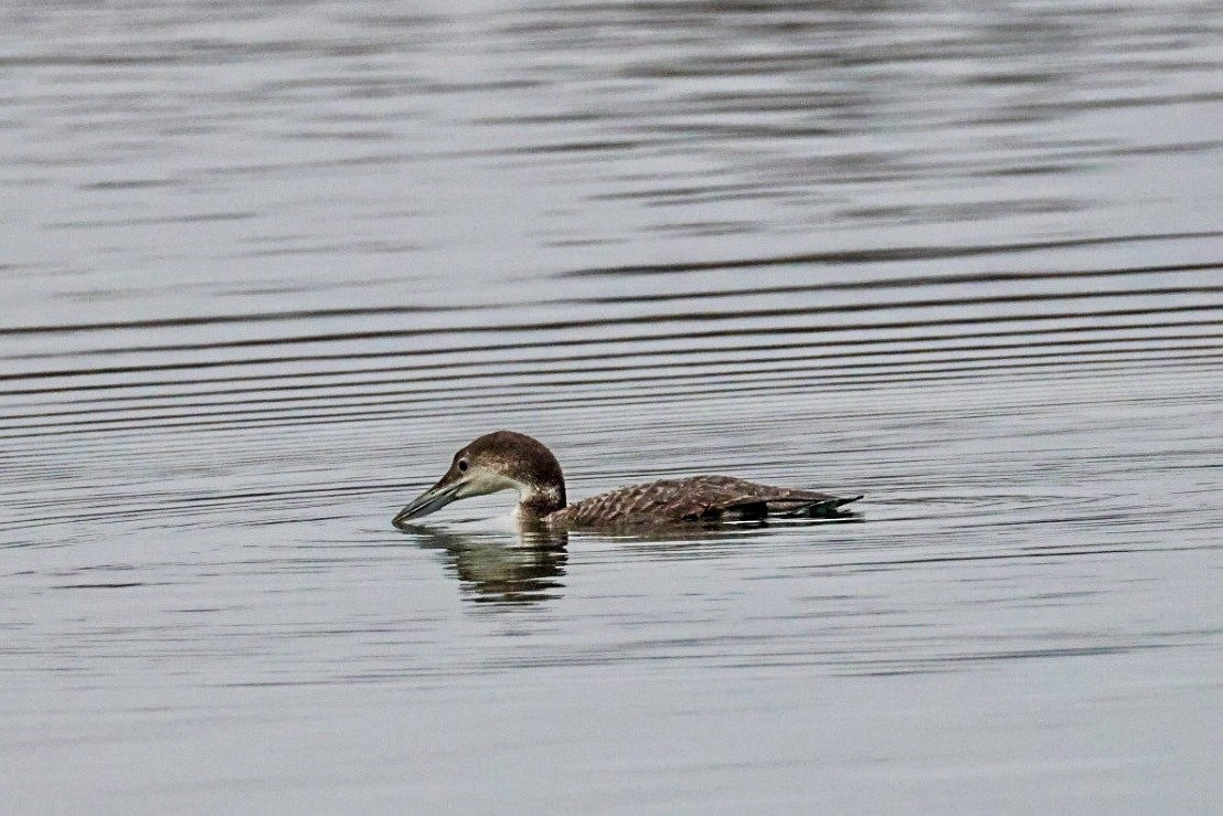 Common Loon - ML632092914