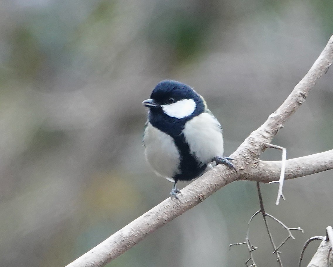 Asian Tit - ML632092916