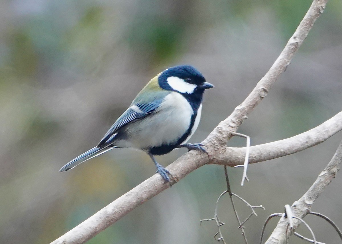 Asian Tit - ML632092917