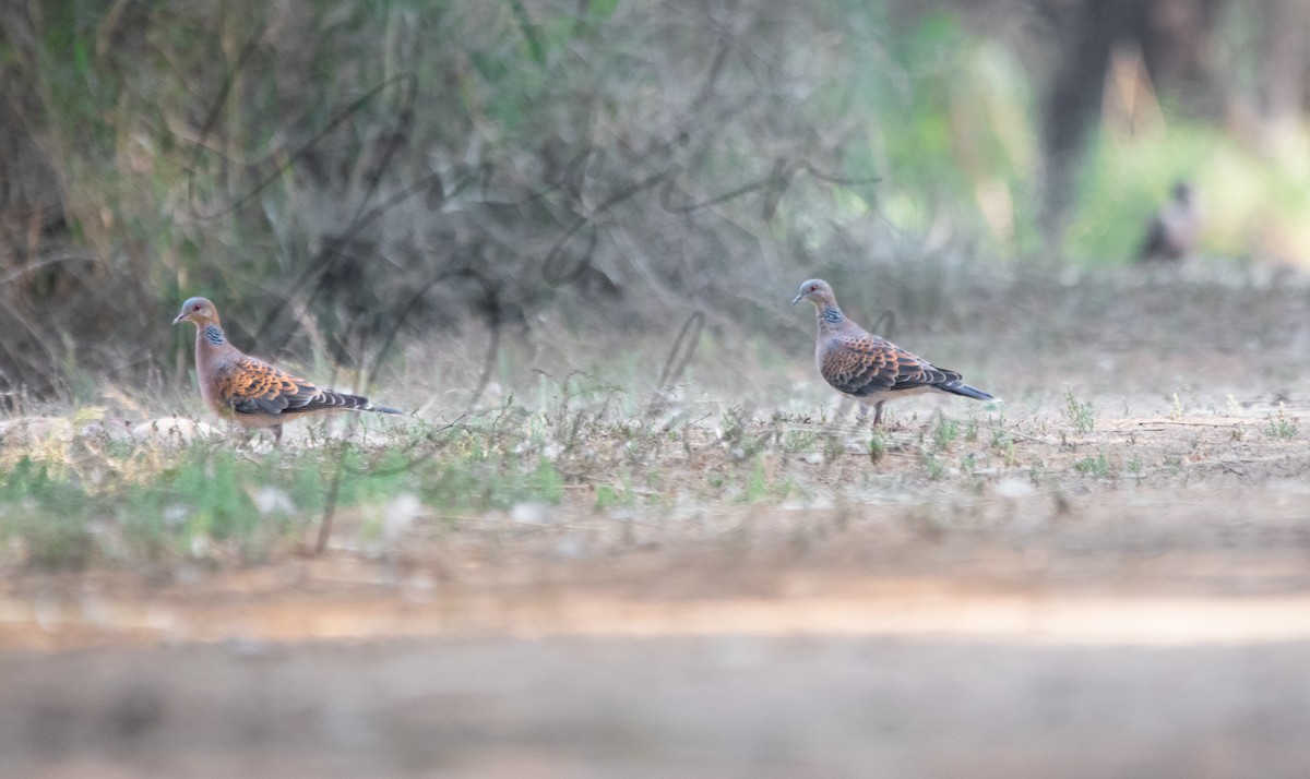 Oriental Turtle-Dove - ML632092927