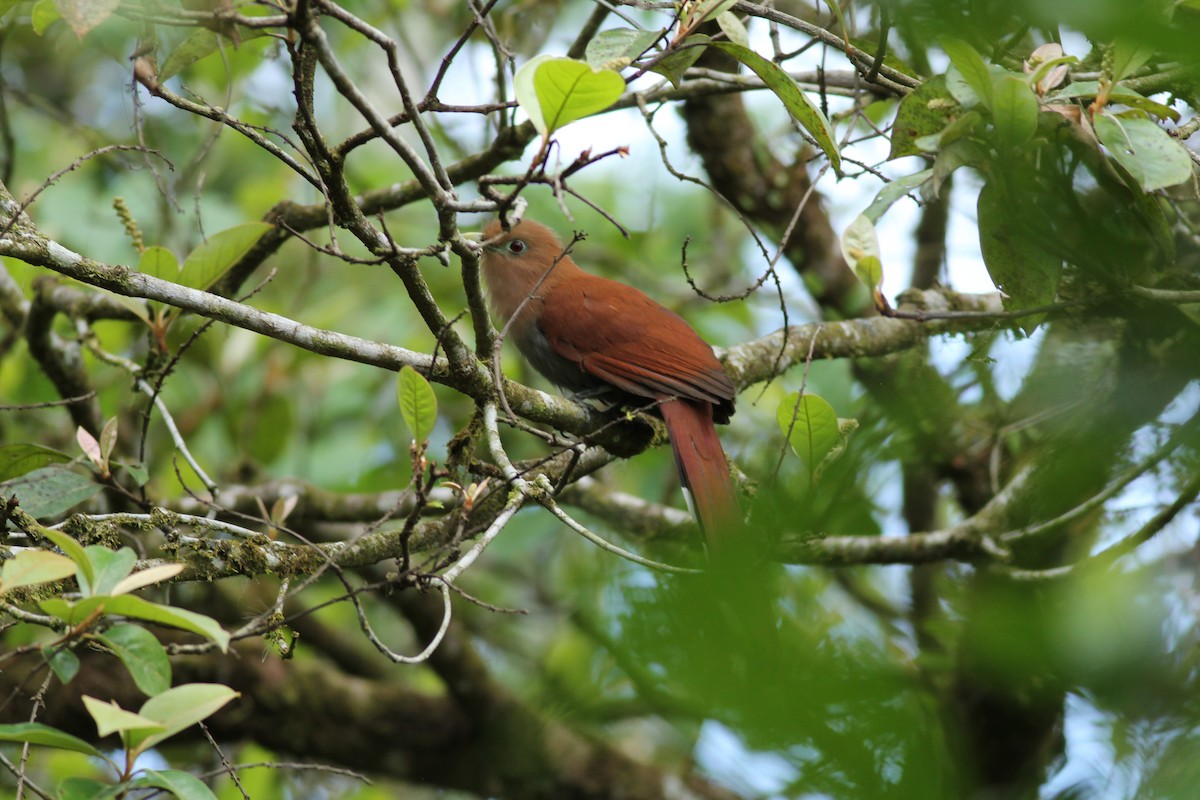 Common Squirrel-Cuckoo - ML632093027