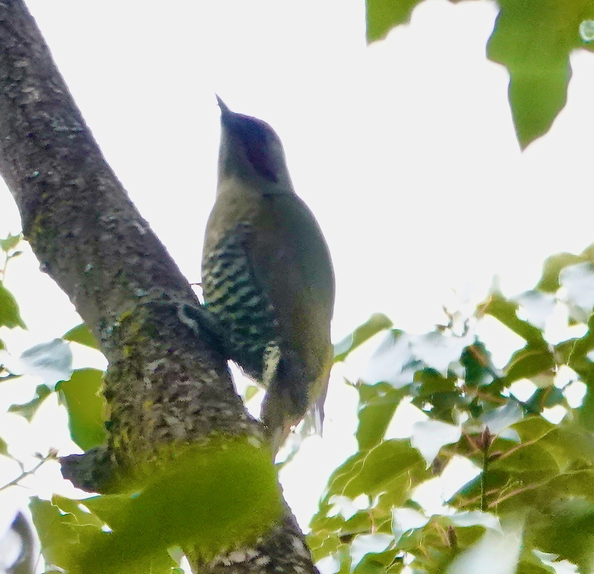 Japanese Woodpecker - ML632093038