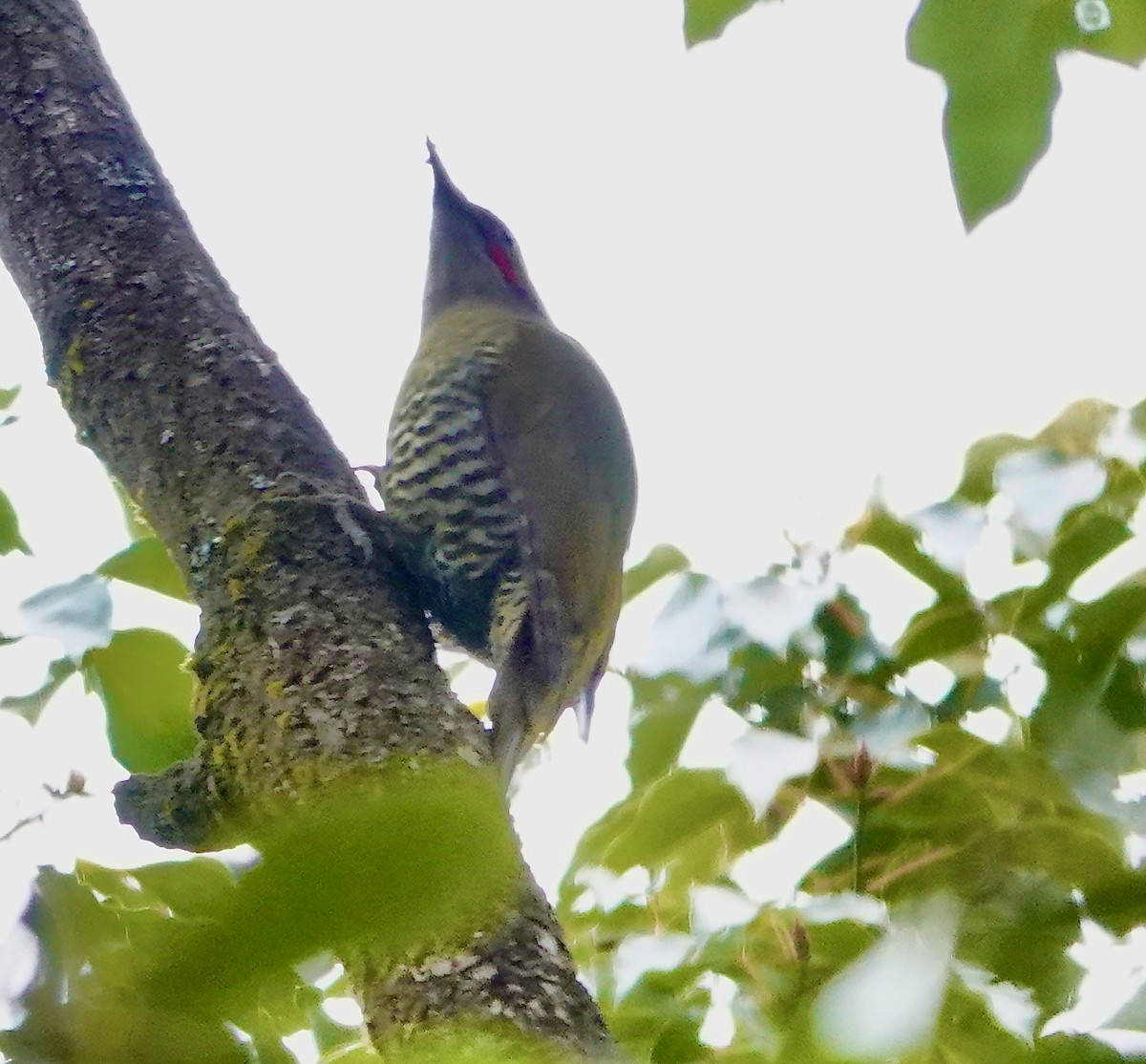Japanese Woodpecker - ML632093039