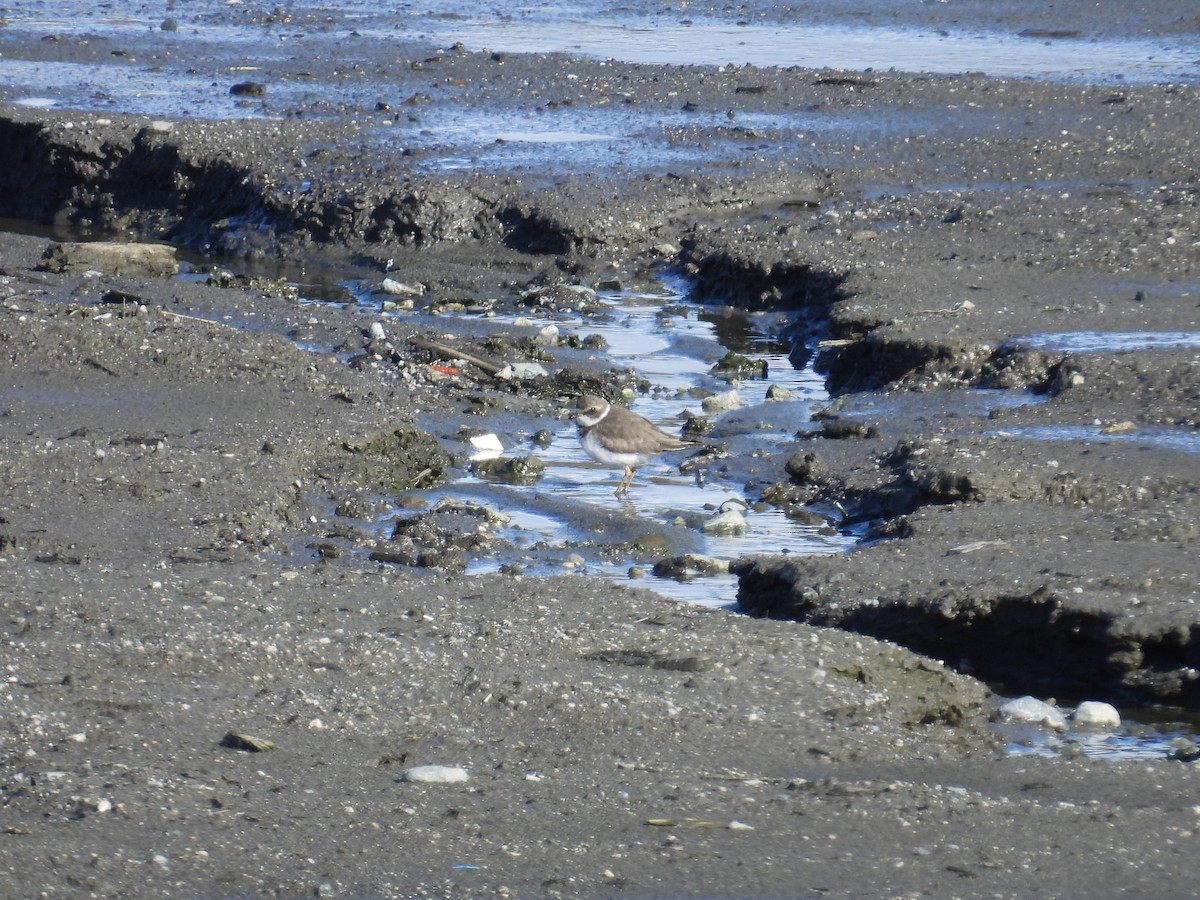 Semipalmated Plover - ML632093102