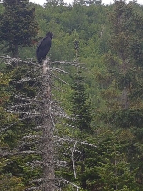 Black Vulture - COG Club des ornithologues de la Gaspésie