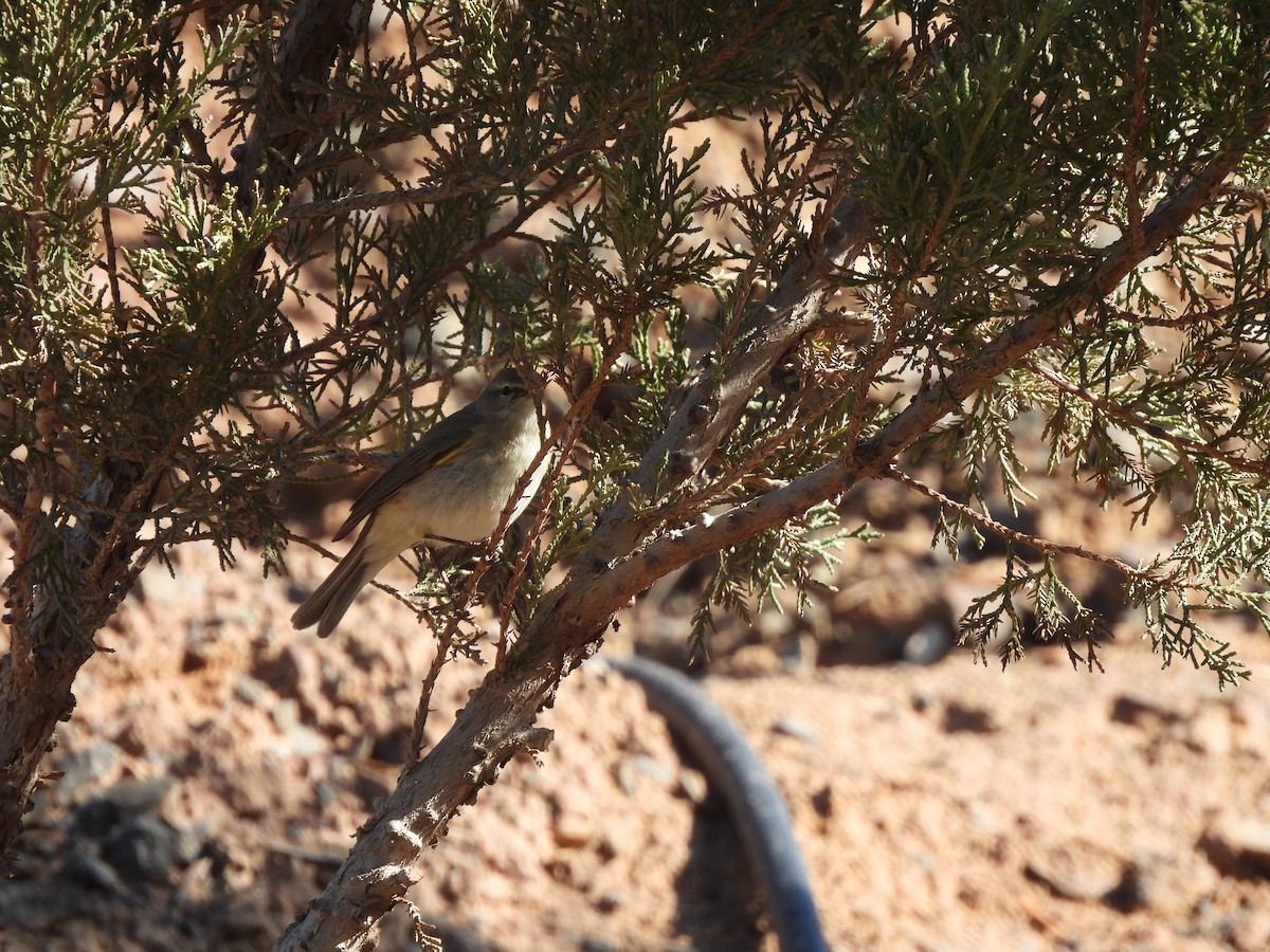 Common Chiffchaff - ML632093176