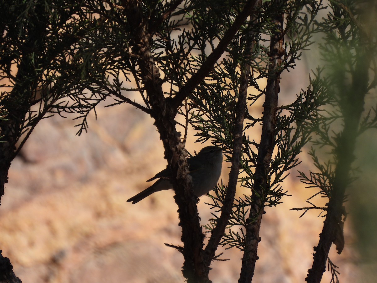 Common Chiffchaff - ML632093177