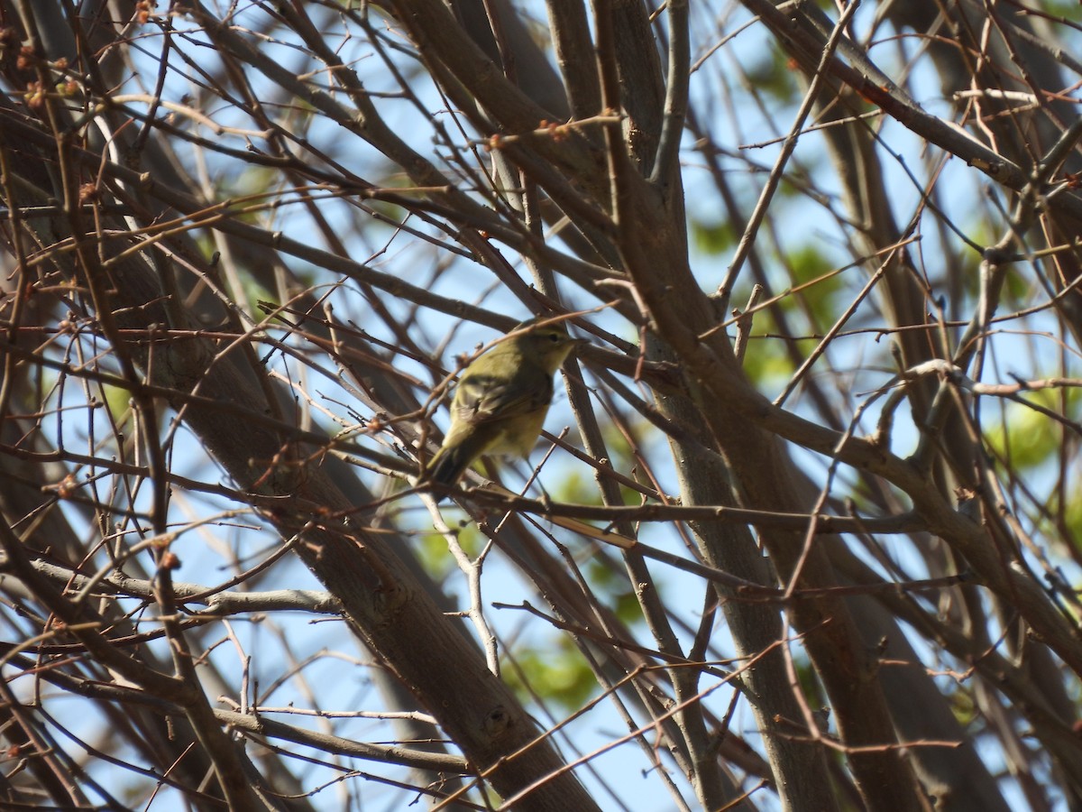 Common Chiffchaff - ML632093178