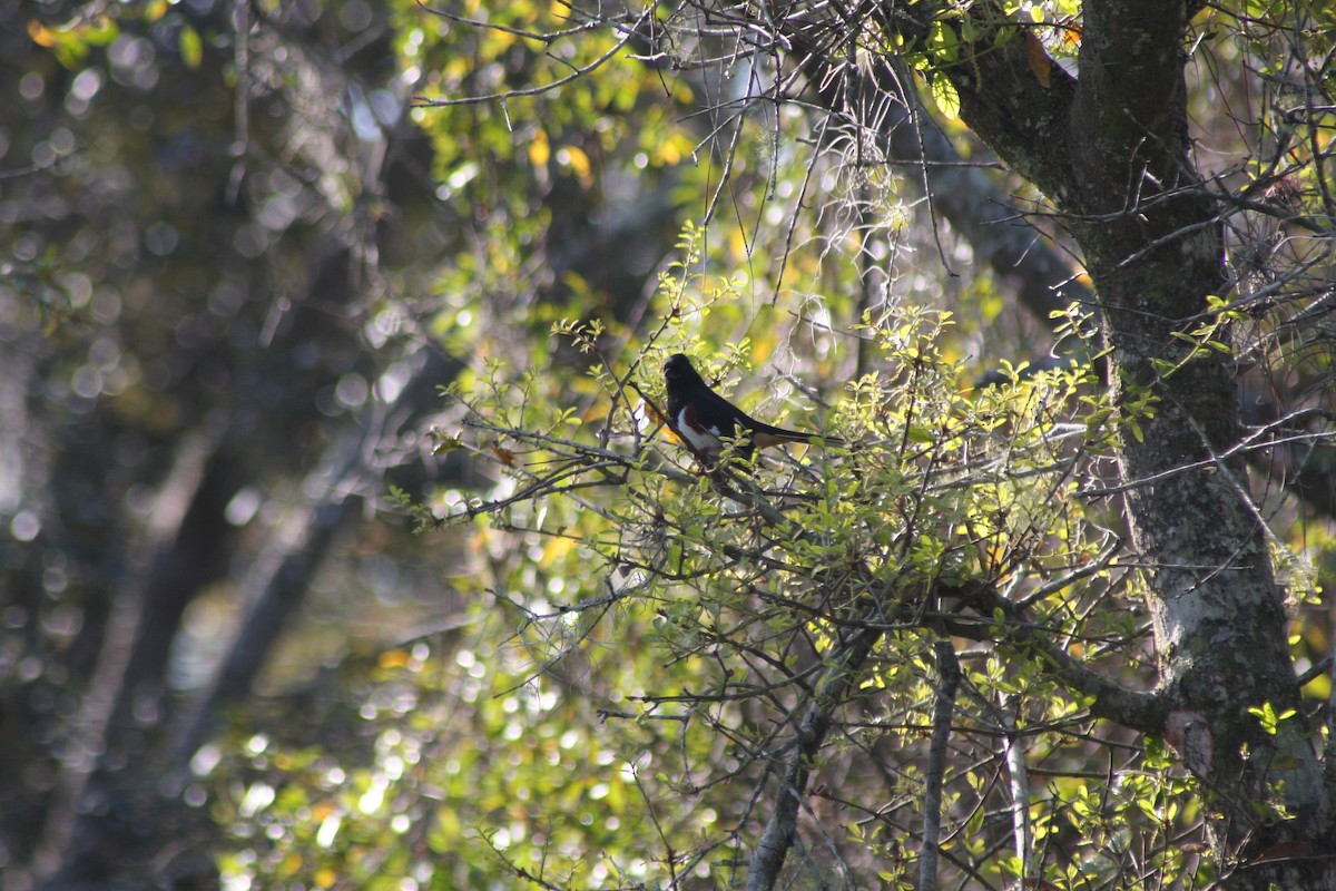 Eastern Towhee (Red-eyed) - ML632093200