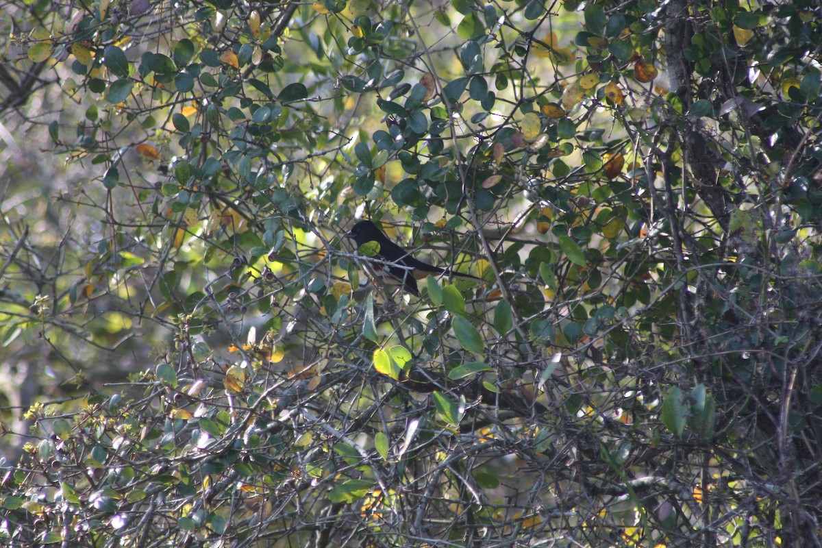 Eastern Towhee (Red-eyed) - ML632093204