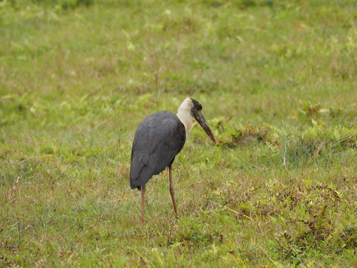 Asian Woolly-necked Stork - ML632093207