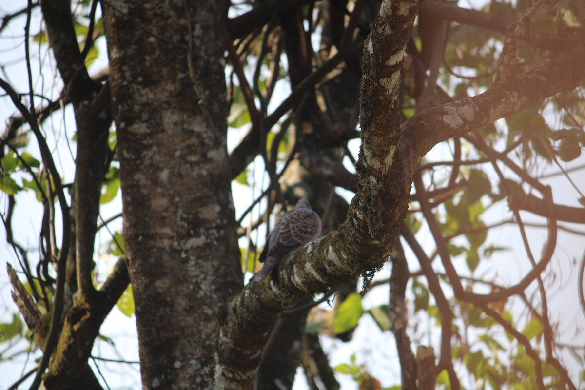 Oriental Turtle-Dove - ML632093220