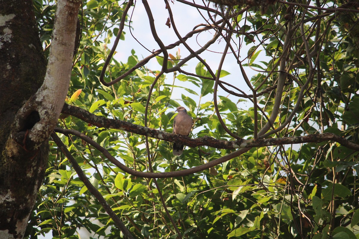 Oriental Turtle-Dove - ML632093221