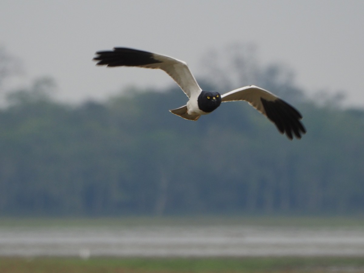 Pied Harrier - ML632093225