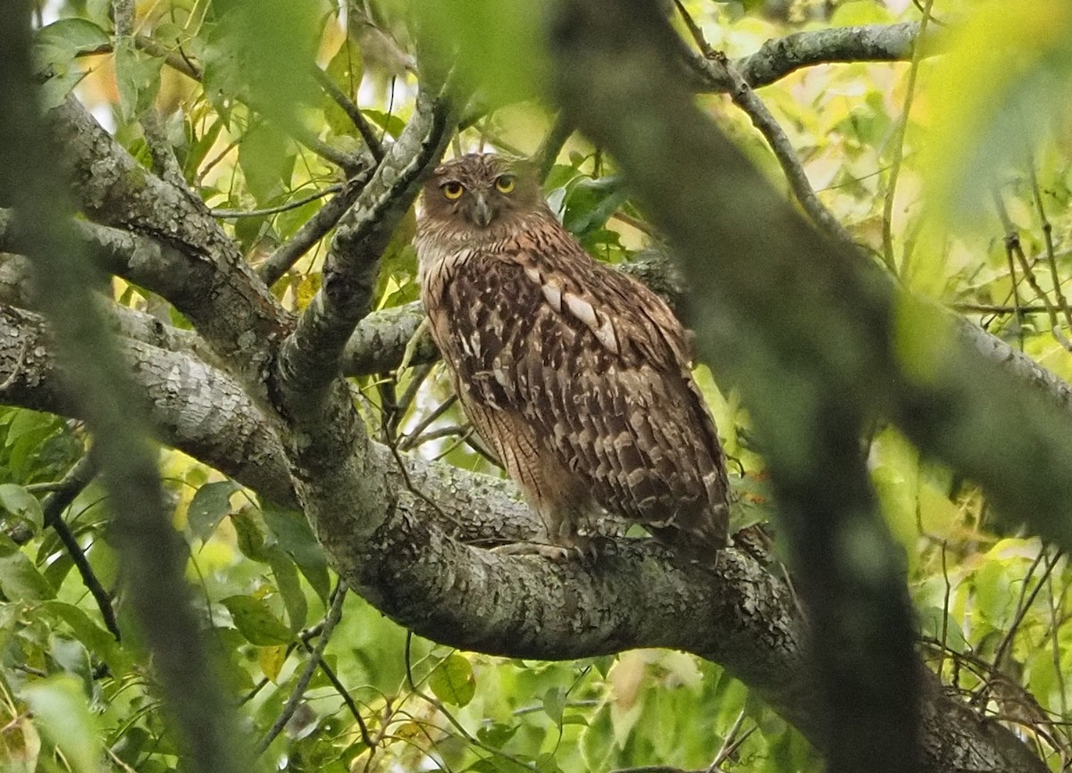 Brown Fish-Owl - ML632093245
