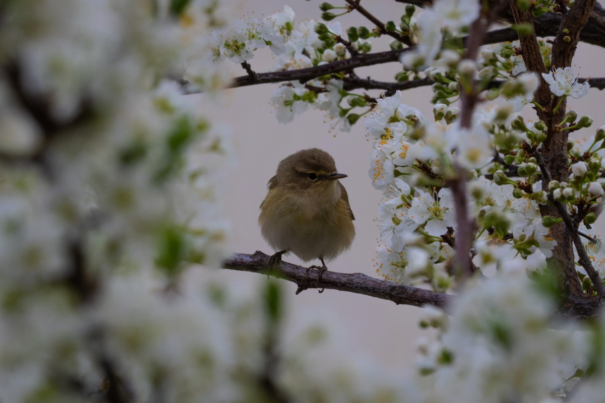 Common Chiffchaff - ML632093288