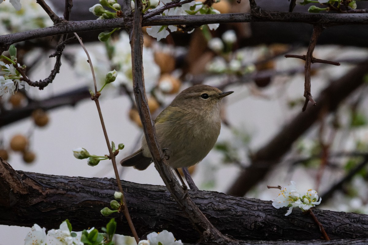 Common Chiffchaff - ML632093289