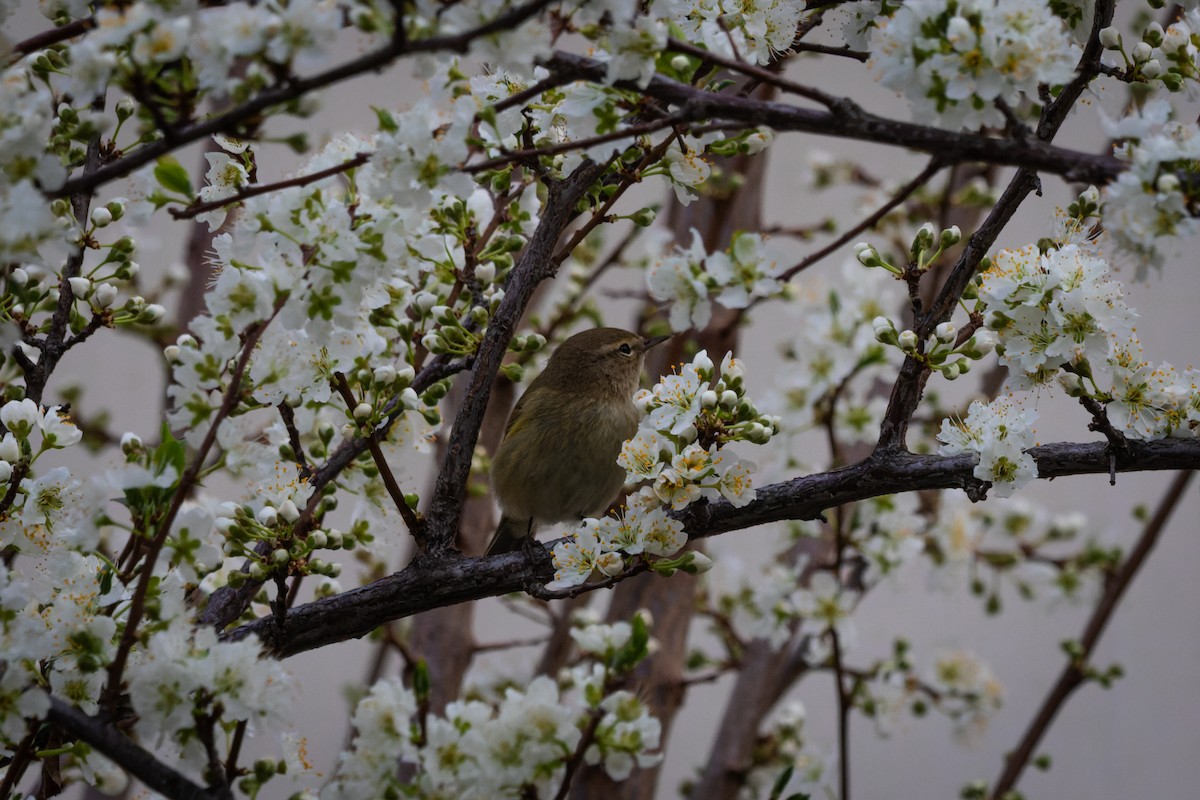 Common Chiffchaff - ML632093291