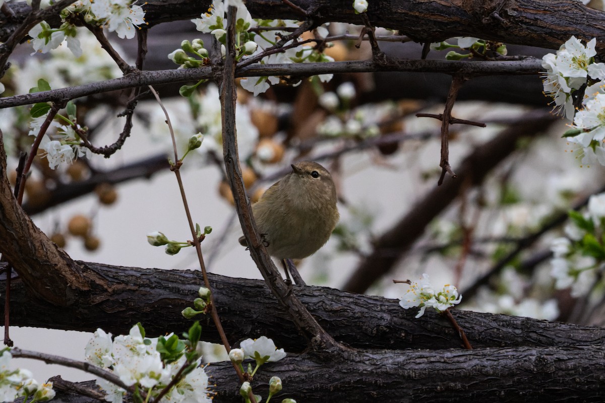 Common Chiffchaff - ML632093292