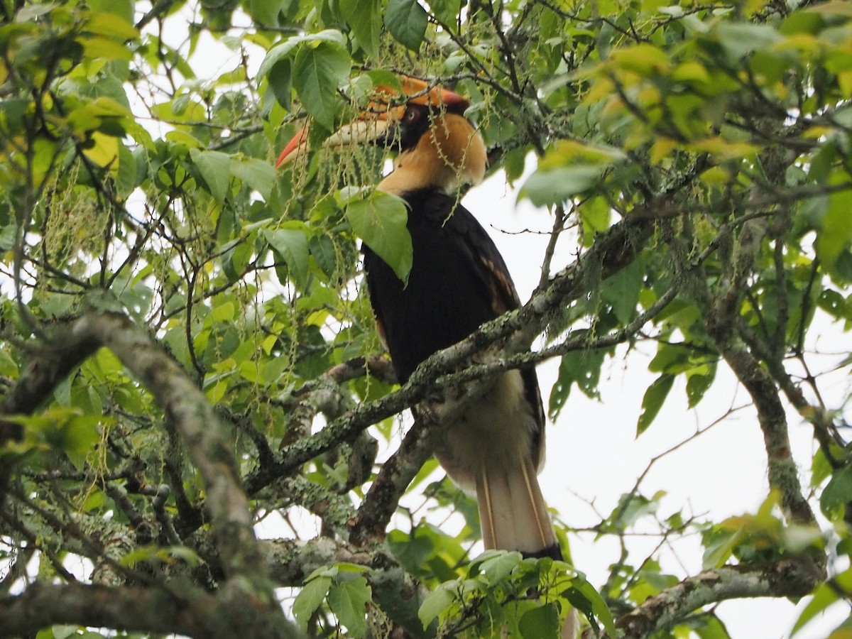 Great Hornbill - ML632093318