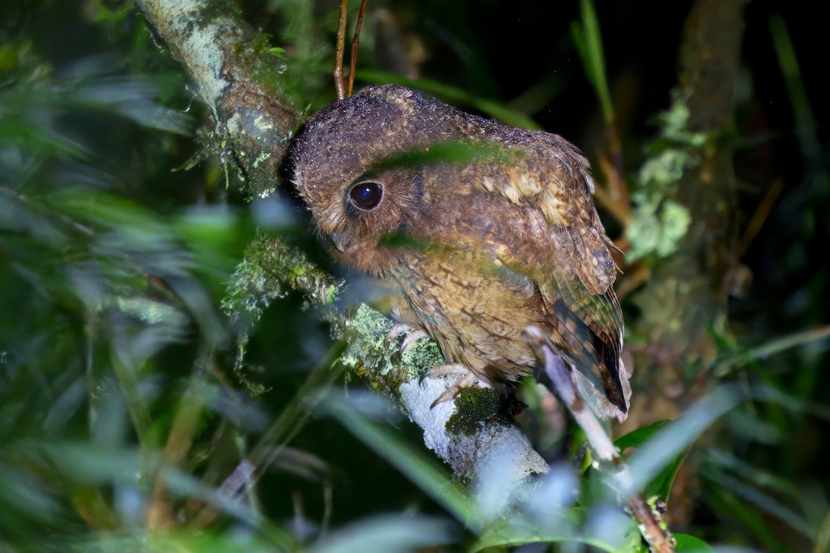 Cinnamon Screech-Owl - ML632093344