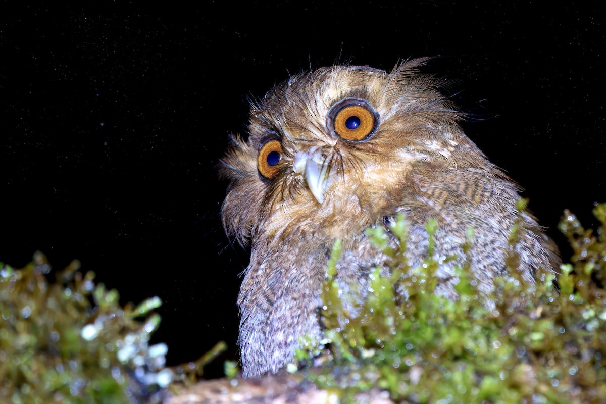 Long-whiskered Owlet - ML632093349