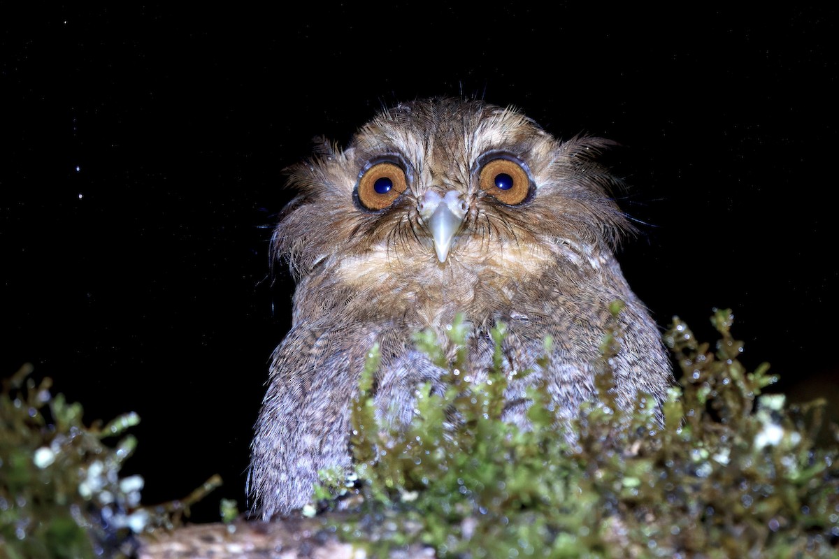 Long-whiskered Owlet - ML632093350