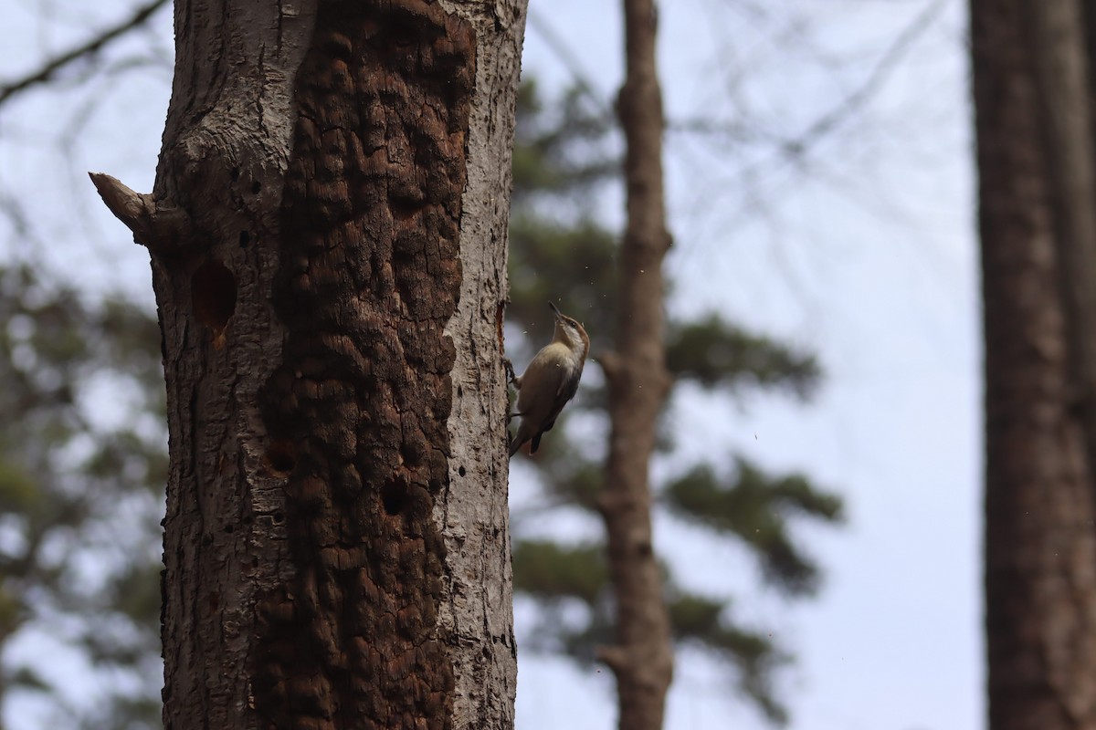 Brown-headed Nuthatch - ML632093403