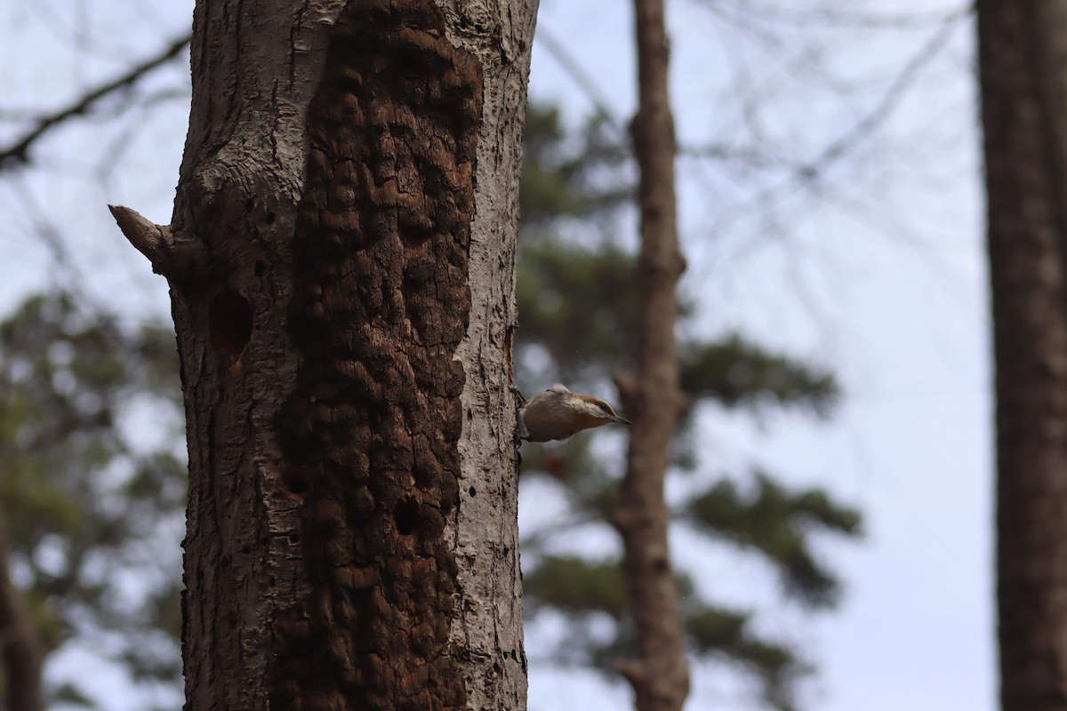 Brown-headed Nuthatch - ML632093404