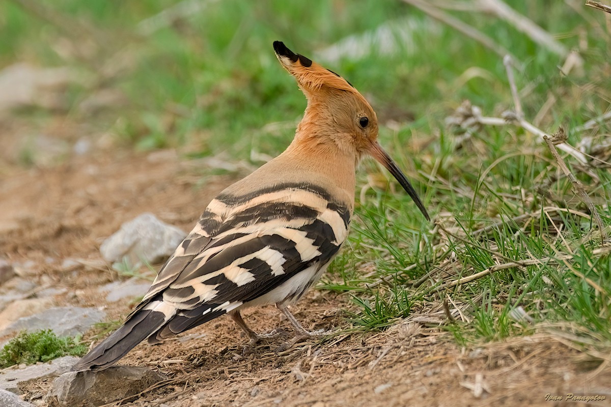 Eurasian Hoopoe - ML632093478
