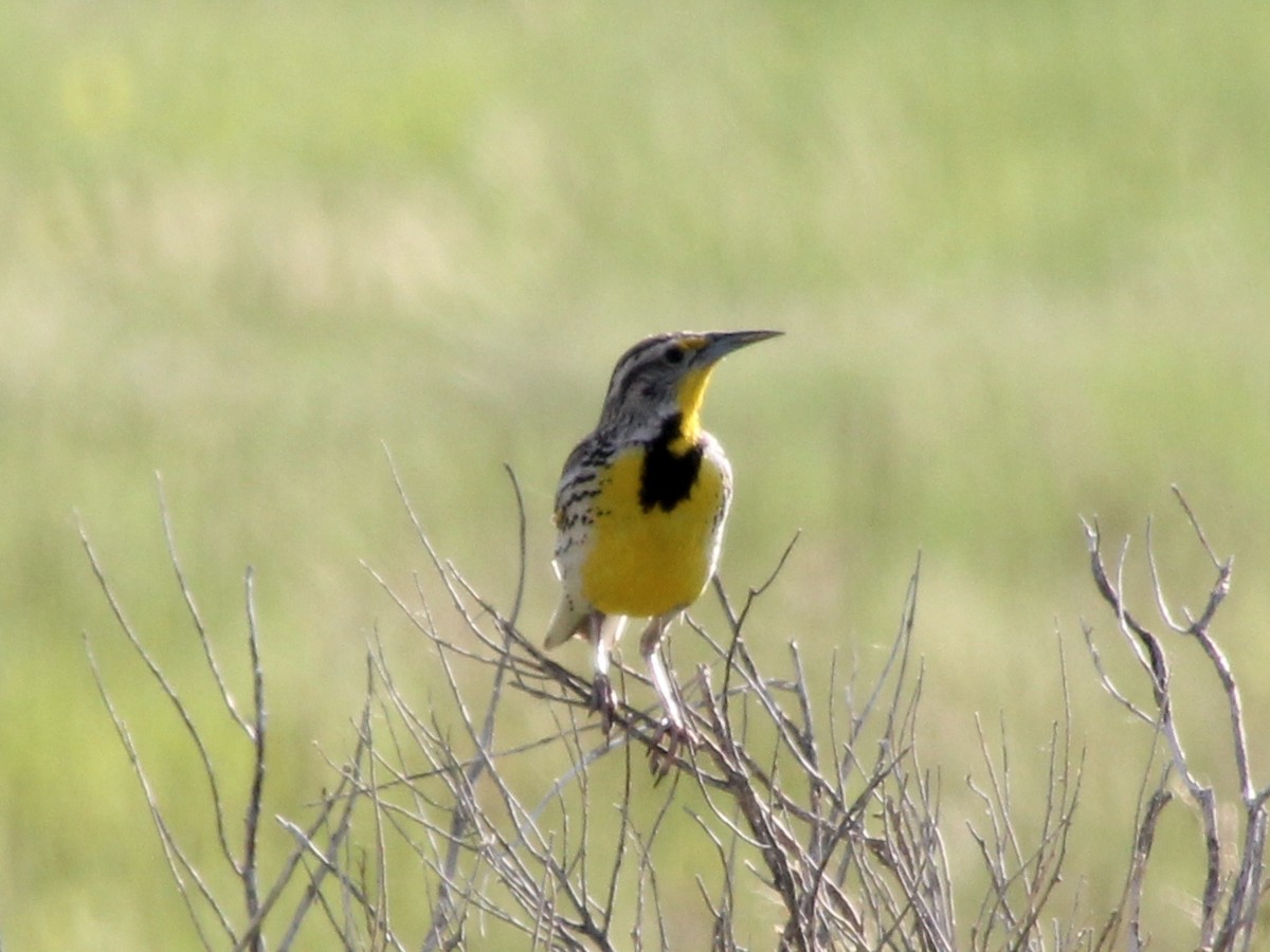 Western Meadowlark - ML632093534