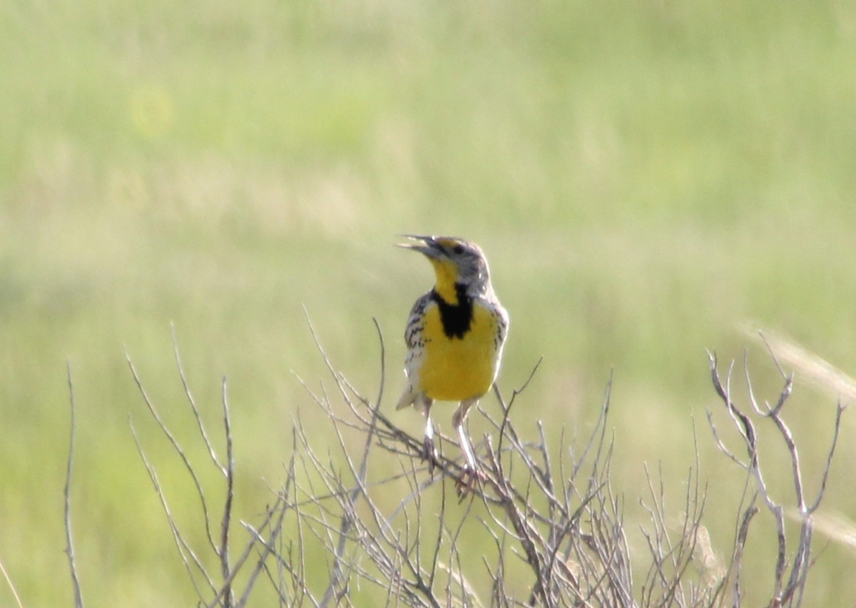 Western Meadowlark - ML632093537
