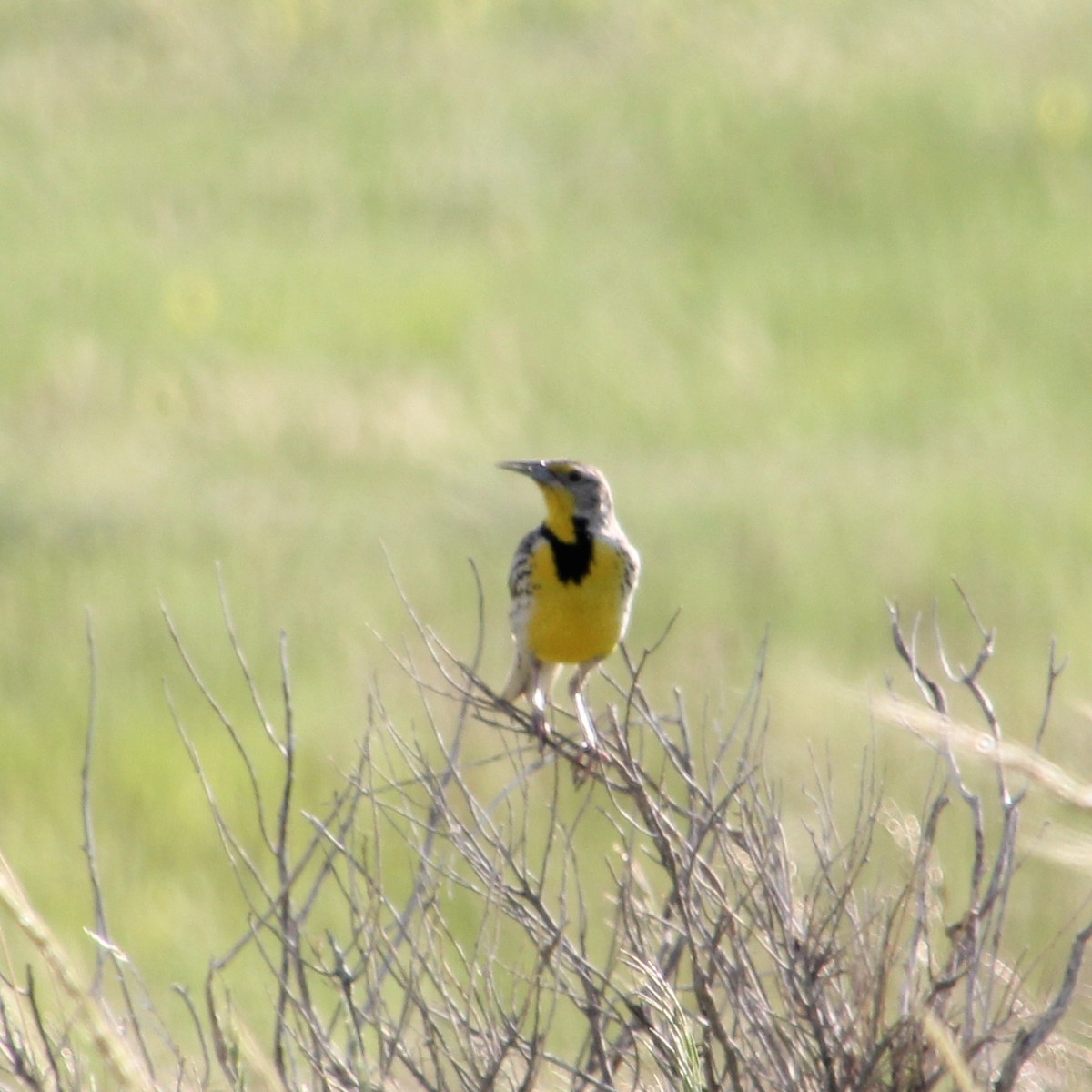 Western Meadowlark - ML632093538