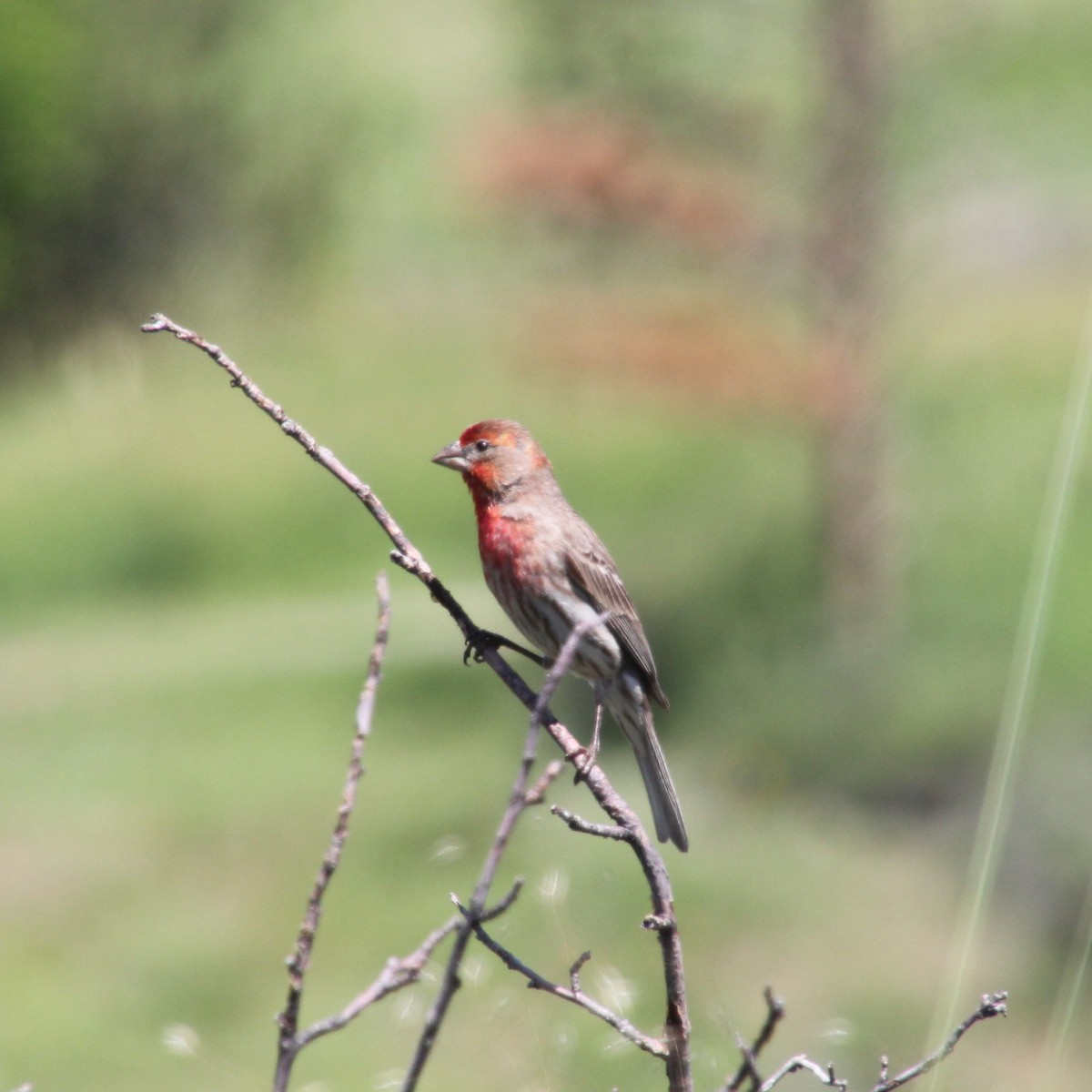 House Finch - ML632093555
